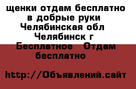 щенки отдам бесплатно, в добрые руки - Челябинская обл., Челябинск г. Бесплатное » Отдам бесплатно   